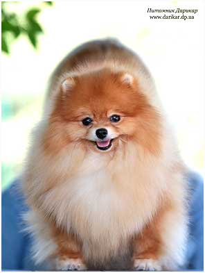 Померанский шпиц питомник Дарикар.