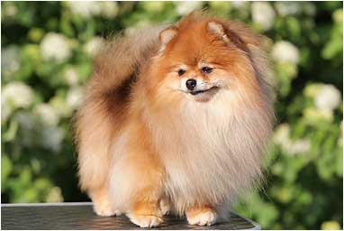 Померанский шпиц питомник Darikar