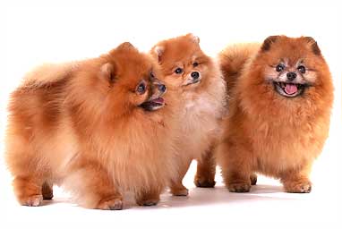 Померанский шпиц питомник Darikar