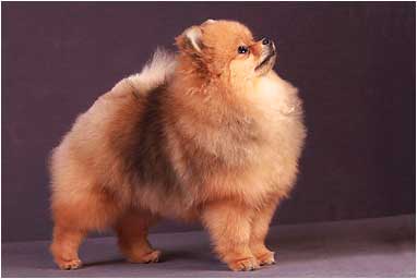 Померанский шпиц питомник Darikar