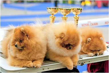 Померанский шпиц питомник Darikar