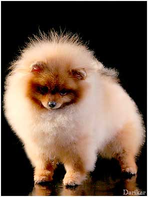 Померанский шпиц питомник Дарикар.