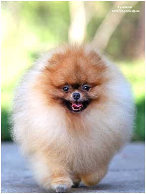 Померанский шпиц питомник Дарикар.