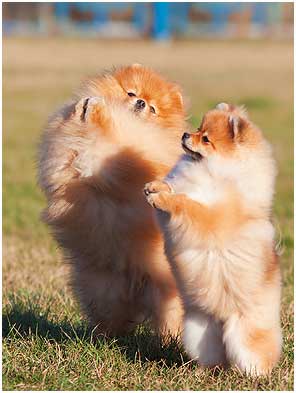 Померанский шпиц питомник Дарикар.