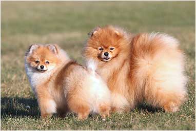 Померанский шпиц питомник Darikar