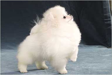 Померанский шпиц питомник Darikar