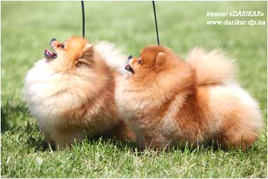 Померанский шпиц питомник Darikar