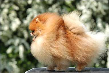 Померанский шпиц питомник Darikar