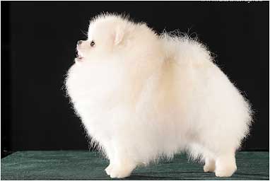 Померанский шпиц питомник Darikar