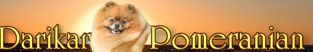 Померанский шпиц,  щенок померанского шпица,  карликовый шпиц, немецкий карликовый шпиц, питомник Дарикар.