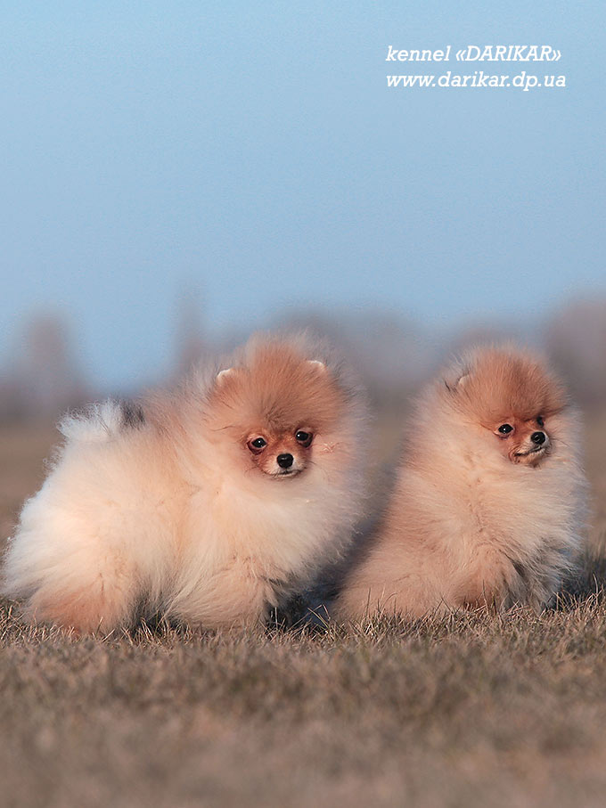 Померанский шпиц щенок