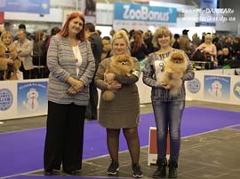 Pomeranian Darikar Temtation.