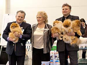 Pomeranian males at show.