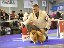 Pomeranian Starpom Zest Selection.