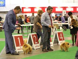 Pomeranian Darikar Temtation.