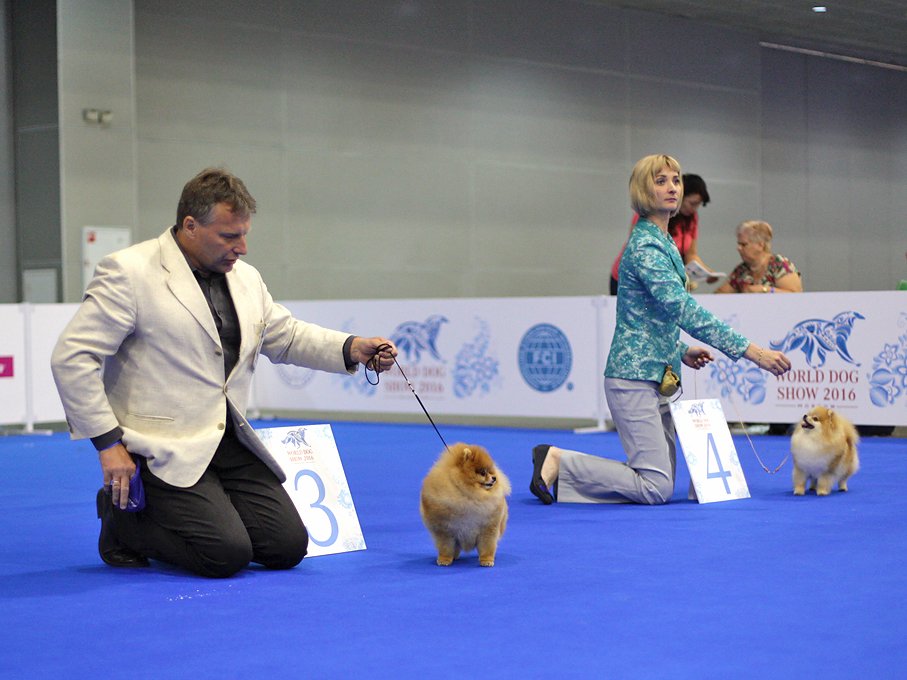World dog show pomeranian Darikar Temtation.