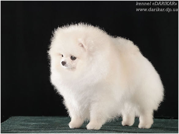 Белый померанский шпиц