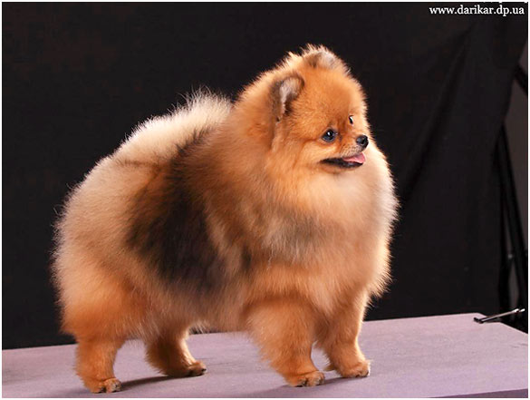 Померанский шпиц питомник Дарикар.