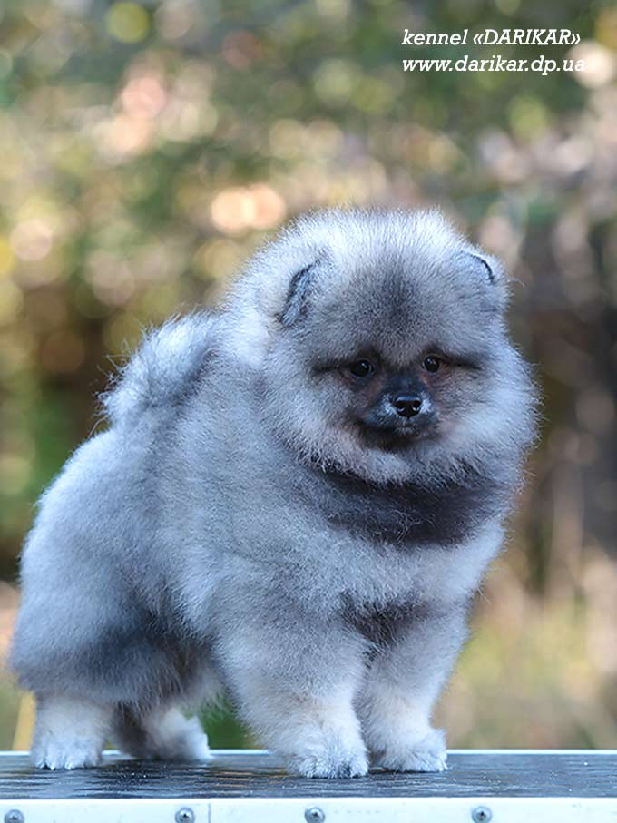 Померанский шпиц