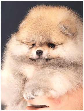Pomeranian puppy 2,5 months old.