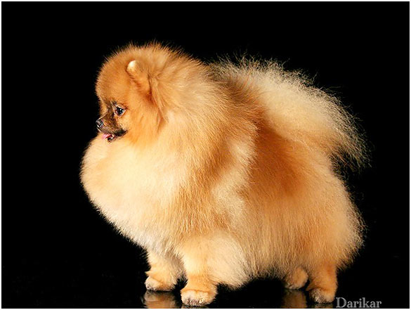 Померанский шпиц питомник Дарикар.