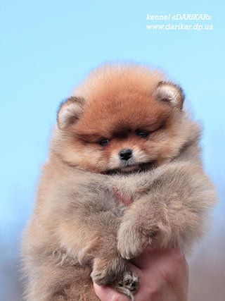 Померанский шпиц питомник Дарикар.