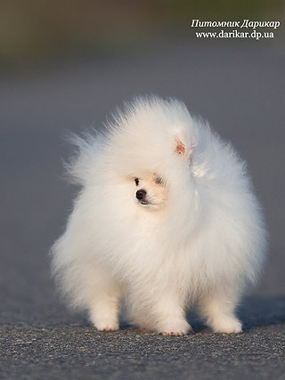 Померанский шпиц питомник Дарикар.