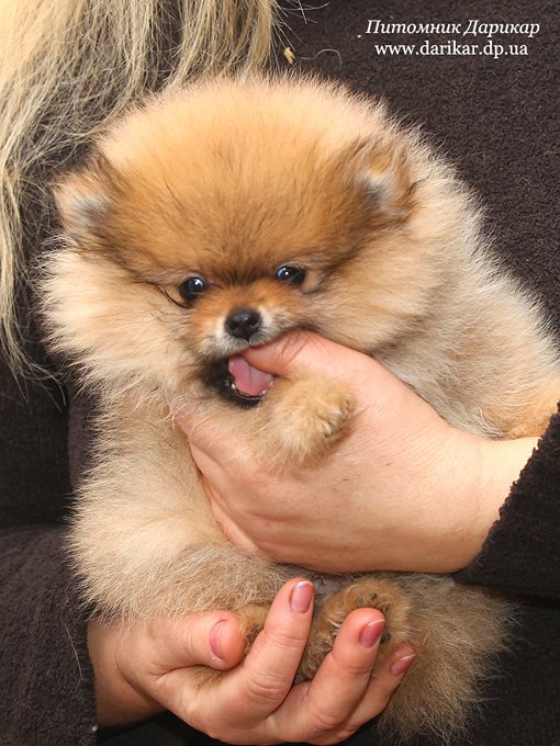 Померанский шпиц питомник Дарикар.