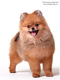 Померанский шпиц