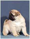 Щенок мопса