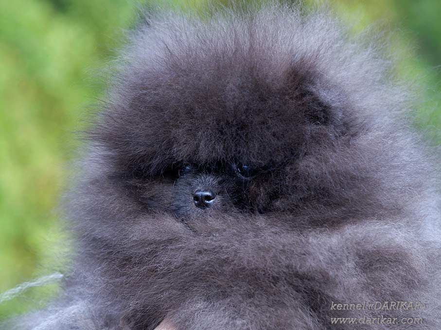 Померанский шпиц