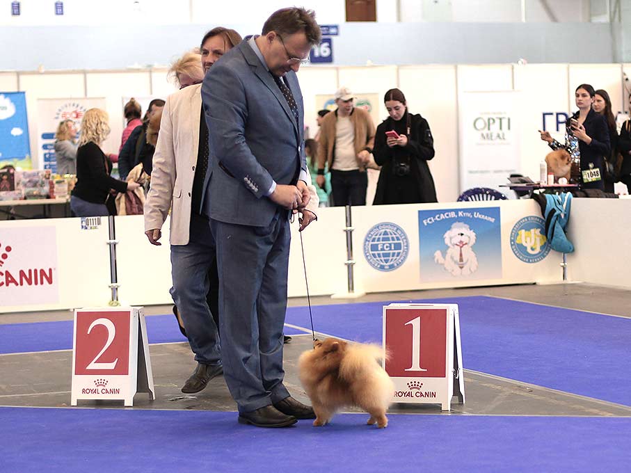 World dog show Darikar Temtation.