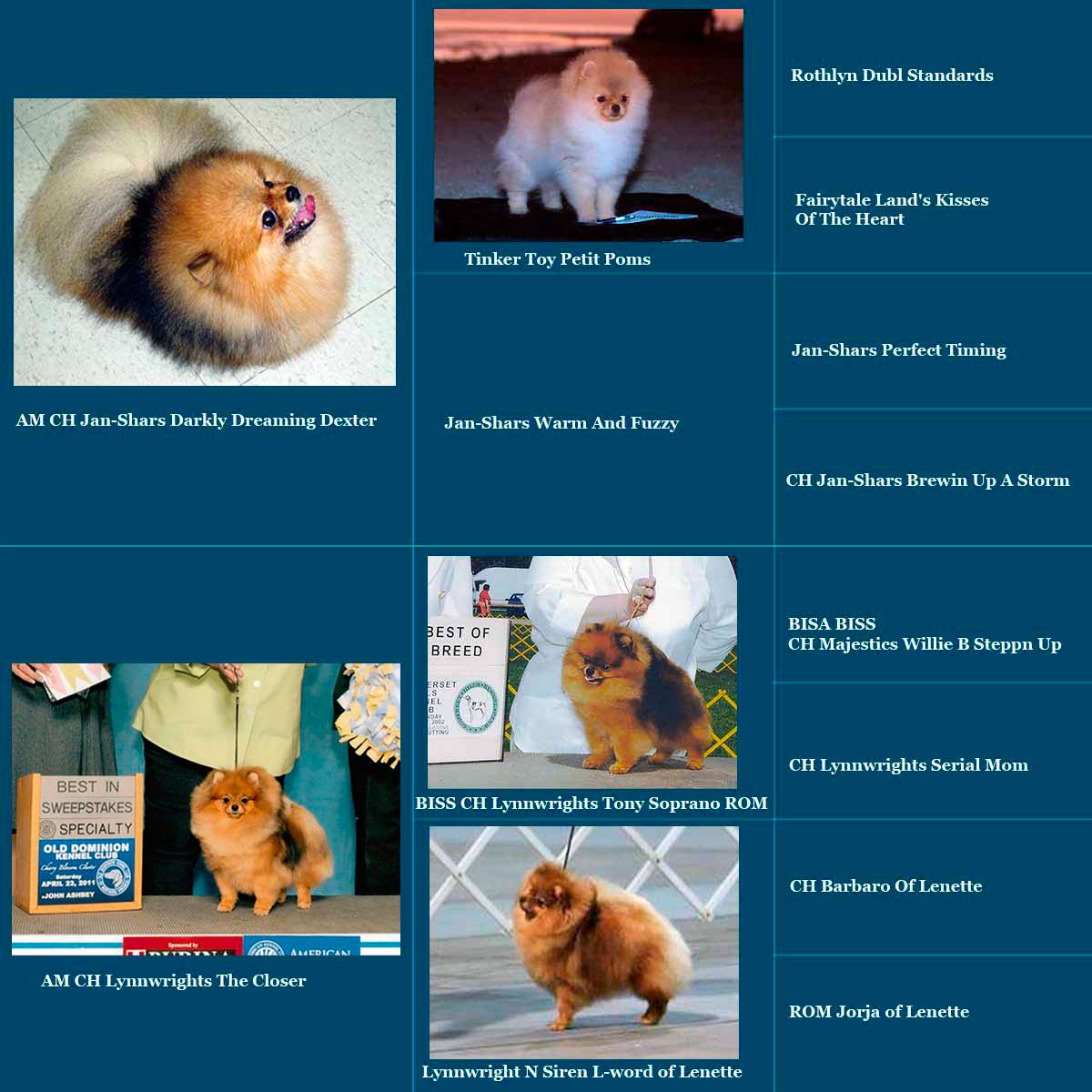 Померанский шпиц