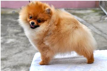 Померанский шпиц.