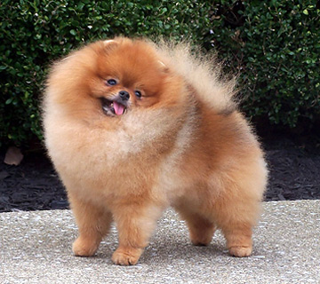 AM/CAN/BIS THAI CH Starlight's Dream Comes True 