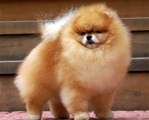 Померанский шпиц DW