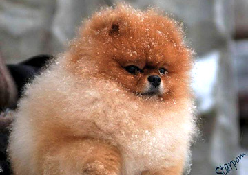 Померанский шпиц PJ's Sir Richard Of Goldchip 