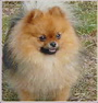 Pominique Flecks Of Gold