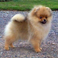 Chriscendo Cameo Rose 