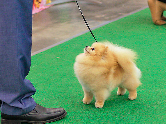 Померанский шпиц