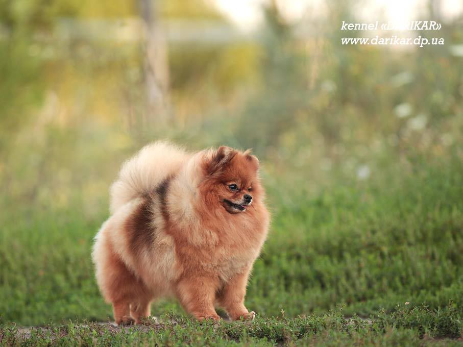 Померанский шпиц