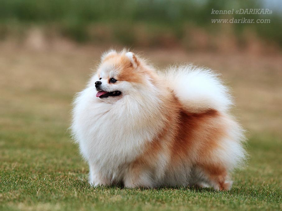 Щенок померанского шпица