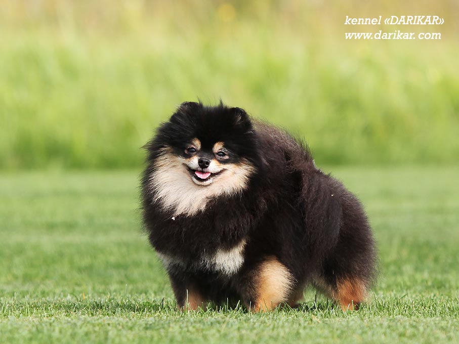 Щенок померанского шпица