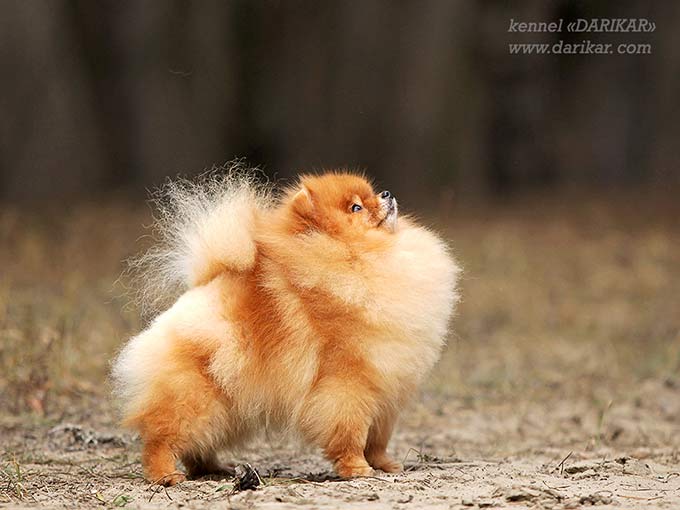 Померанский шпиц