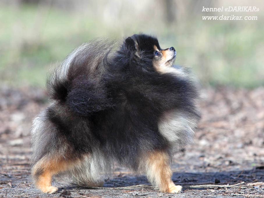 Померанский шпиц