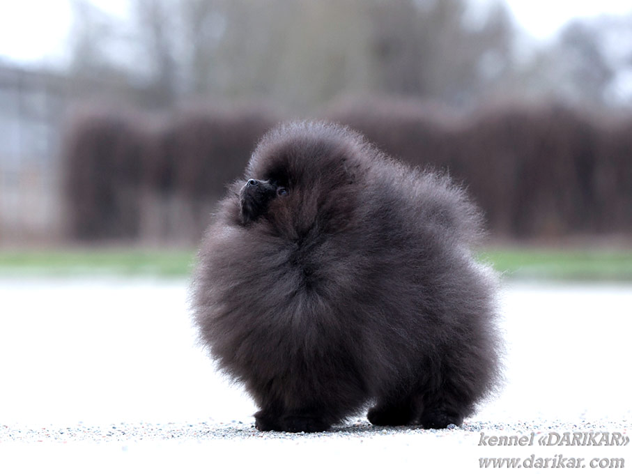 Щенок померанского шпица