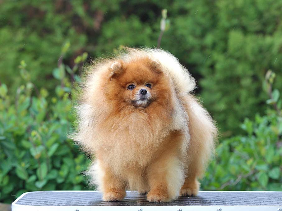 Померанский шпиц