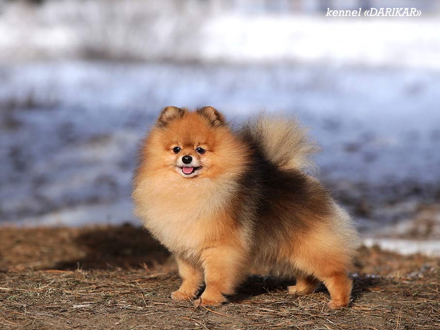 Померанский шпиц