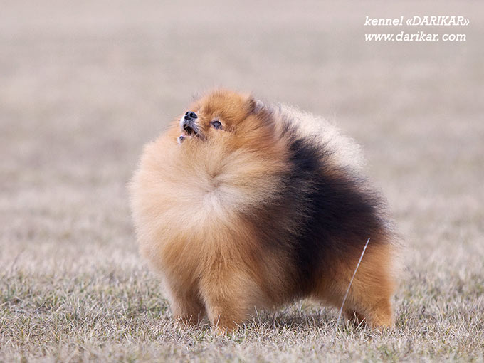 Pomeranian