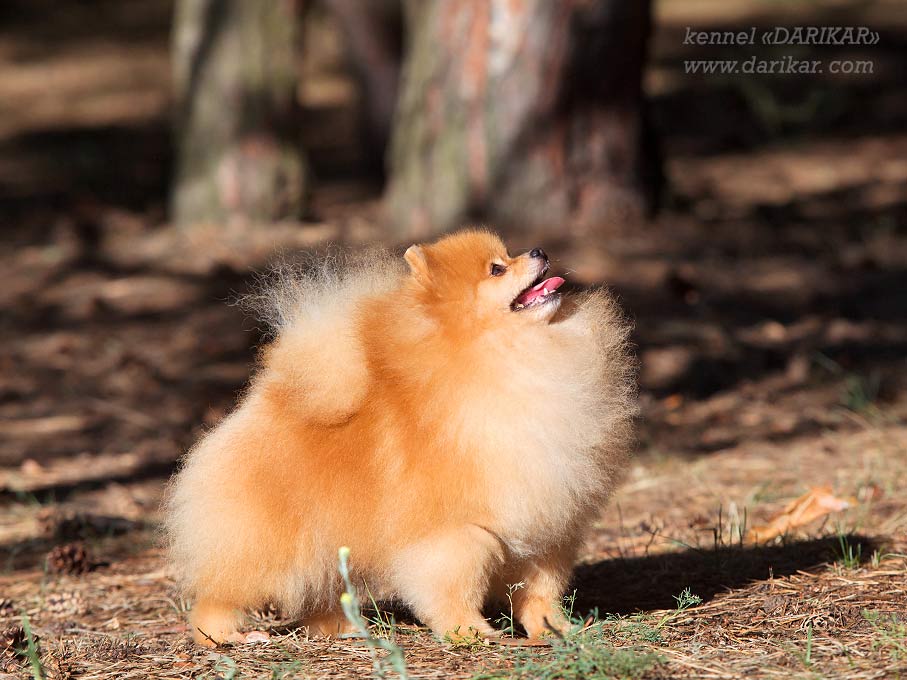 Pomeranian